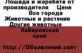 Лошади и жеребята от производителя. › Цена ­ 120 - Все города Животные и растения » Другие животные   . Хабаровский край